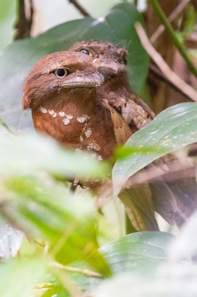 istock Ceylon frogmouths perched on a branch of a lush tree in a serene forest environment 1792988188