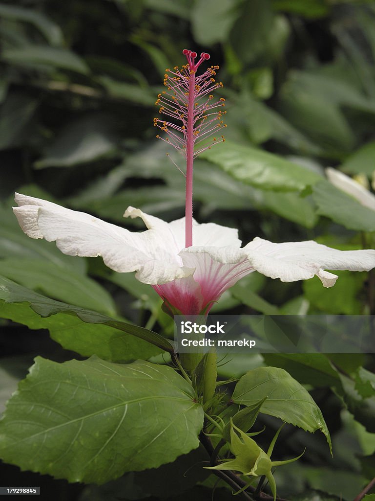 Белый и розовый гибискус цве�ток - Стоковые фото Без людей роялти-фри