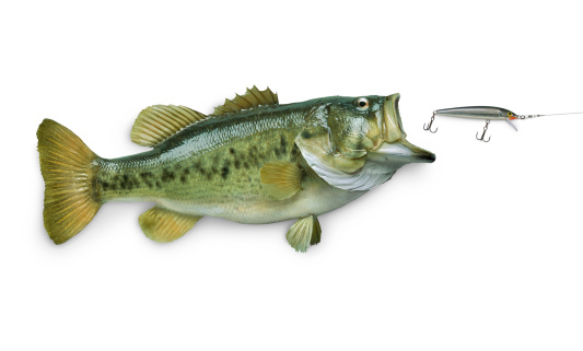 Largemouth bass chasing lure isolated on white