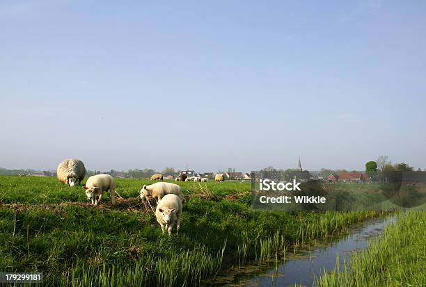 Foto de Rebanho De Carneiro e mais fotos de stock de Agricultura - Agricultura, Aldeia, Animal