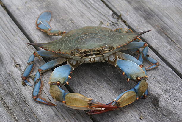 chesapeake granchio blu - maryland blue crab foto e immagini stock