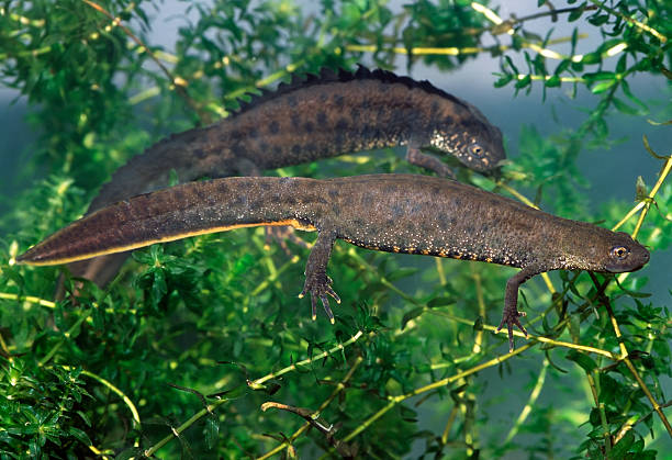 Breeding of Great Crested Newt stock photo