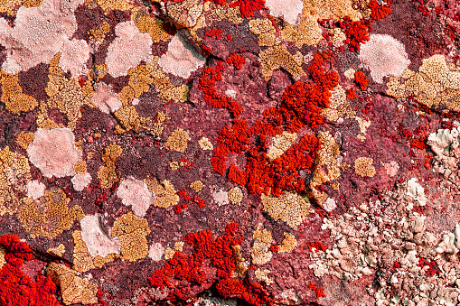 Red mosses and lichens on rocks in autumn in the mountains of Georgia