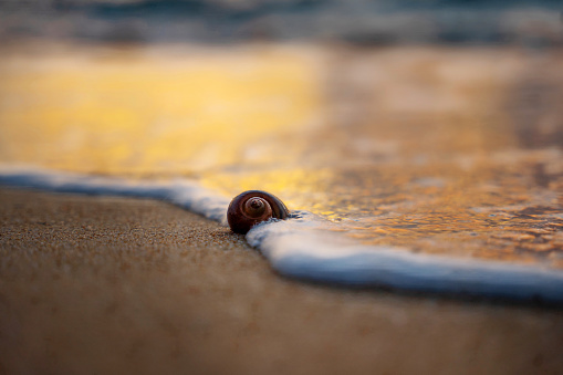 A shell on the shore of the Andaman Sea. Beautiful sunset on a paradise beach.