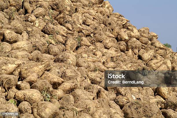 Zuckerrübe Stockfoto und mehr Bilder von Agrarbetrieb - Agrarbetrieb, Agrarland, Biologie
