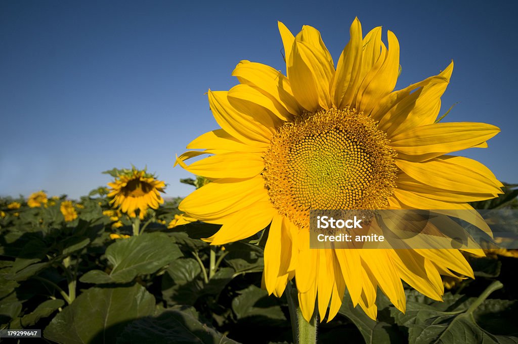 Sonnenblume mit blauen Himmel - Lizenzfrei Blau Stock-Foto