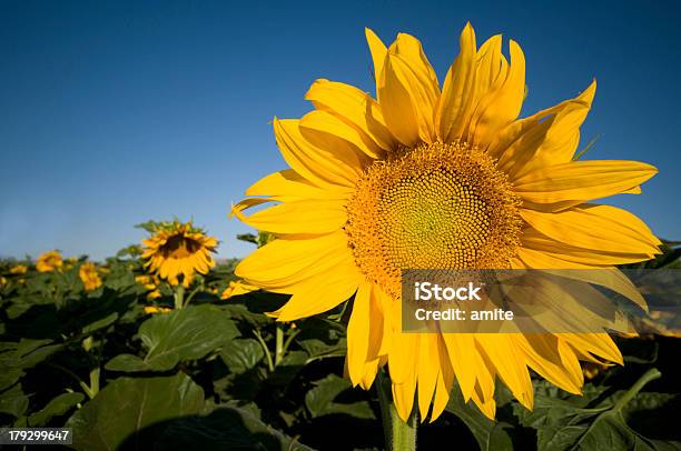 Sonnenblume Mit Blauen Himmel Stockfoto und mehr Bilder von Blau - Blau, Blume, Blumenbeet