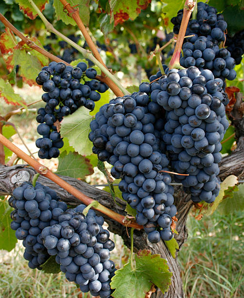 winogrona - agriculture purple vine grape leaf zdjęcia i obrazy z banku zdjęć