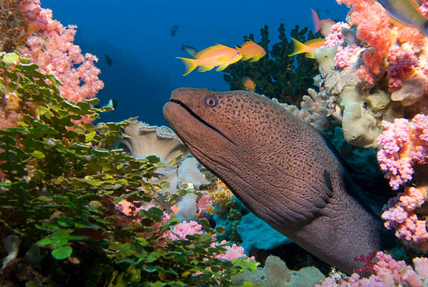 istock Colorful underwater world - underwater life 179299854