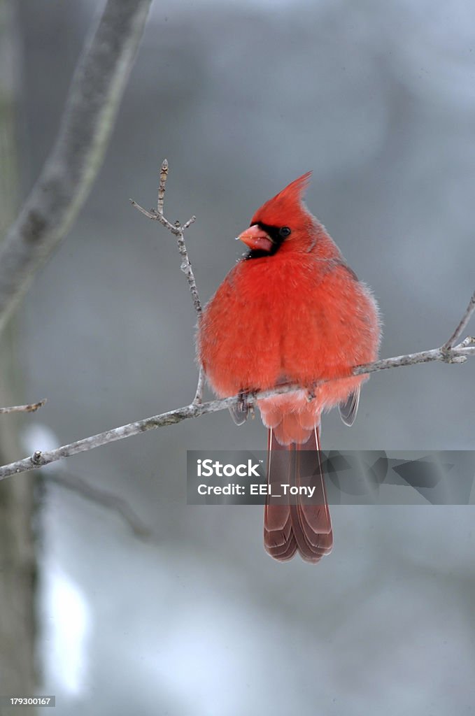 Cardinal perché sur une branche - Photo de Cardinal - Oiseau libre de droits