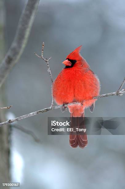 Photo libre de droit de Cardinal Perché Sur Une Branche banque d'images et plus d'images libres de droit de Cardinal - Oiseau - Cardinal - Oiseau, Destination de voyage, Faune