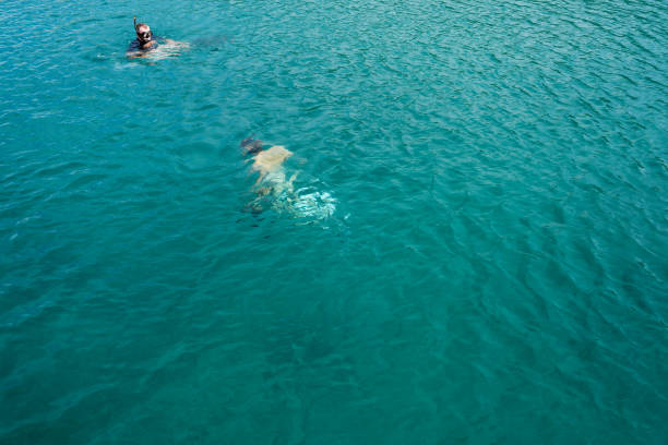 A two men diving in sea water.  One, with mask is looking while the other is diving deep under water. Good for background, full frame. Adriatic coast archipelago, Croatia, Europe.