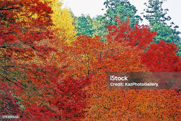 Foto de Folhas De Outono e mais fotos de stock de Amarelo - Amarelo, Beleza, Beleza natural - Natureza