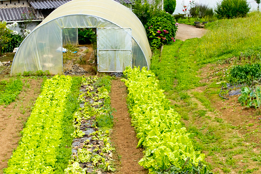 Greenhouse, vegetables growing in rows inside and outside. View from above. Agriculture, Galicia, Spain.