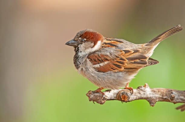 istock Male house sparrow on a branch. Blurred green background (Passer domesticus). 1793007734