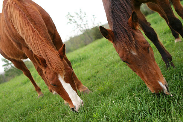 Grazing Horses stock photo