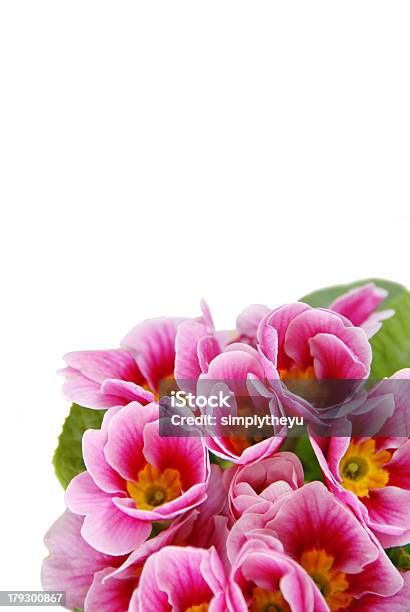 Wiosenne Kwiaty - zdjęcia stockowe i więcej obrazów Abstrakcja - Abstrakcja, Bez ludzi, Białe tło