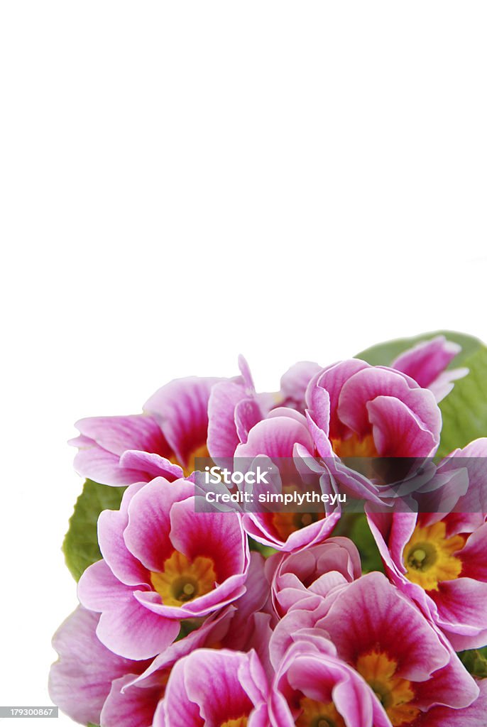 Flores de Primavera - Royalty-free Aberto Foto de stock