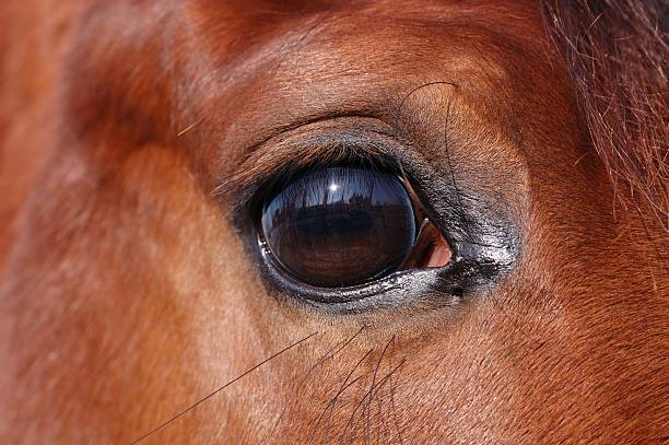 istock Ocular bulb of the horse. 179300954