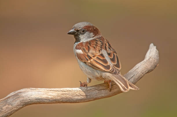 istock Male House Sparrow (Passer domesticus) on a branch. Yellow blurred background. 1793011766