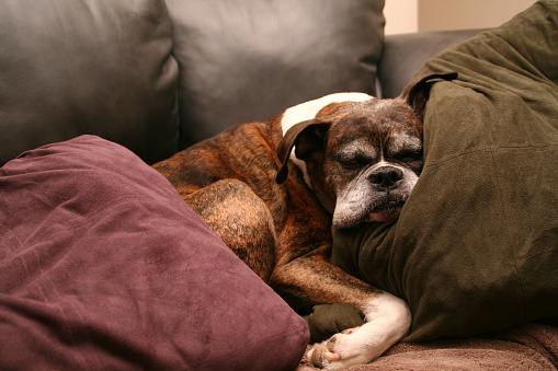 Portrait of staffordshire terrier resting on a sofa in cozy living room