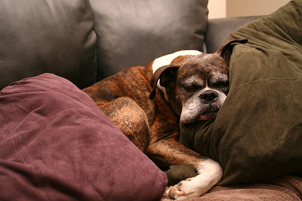 A cute tired dog sleeping on the couch stock photo