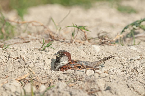 istock Male house sparrow (Passer domesticus) taking a sand bath. 1793014066