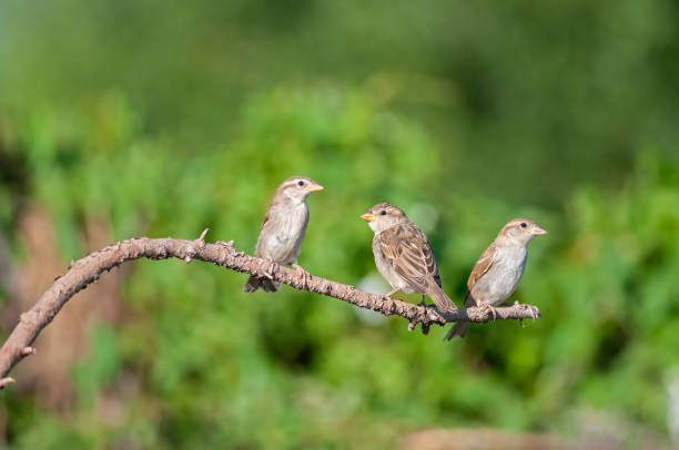 istock Young house sparrows (Passer domesticus) on a branch. 1793014647