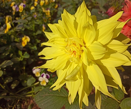 Yellow Dahlia flower blooming in the sunlight