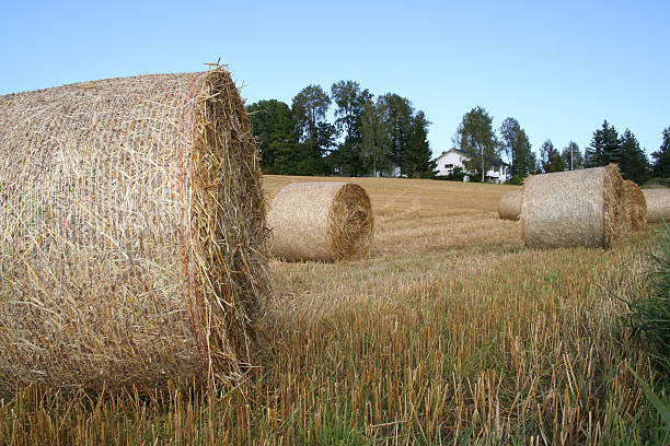 Harvest stock photo