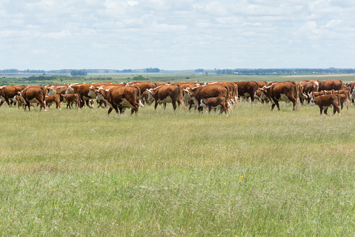 A wide-view shot of a group of cows at a farm in North East, England.