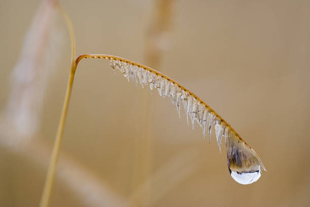 Blue Grama Raindrop A drop of rainwater hangs from the flag of a stalk of blue grama grass in New Mexico. A microcosm of grass and sky is shown inverted in the drop. Grama Grass stock pictures, royalty-free photos & images