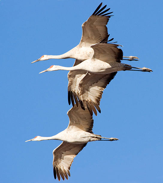 Three cranes stock photo