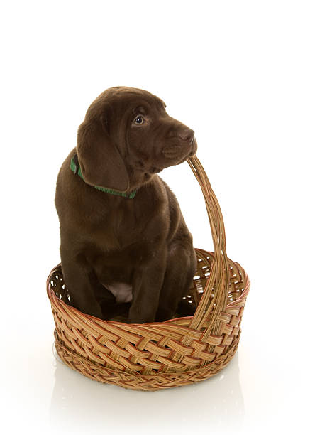 istock Labrador Puppy in Basket 179302063