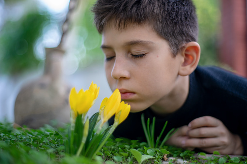 View of a cute boy smelling yellow crocus flowers in garden.