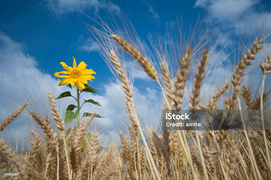 Słonecznik w polu pszenicy - Zbiór zdjęć royalty-free (Bez ludzi)