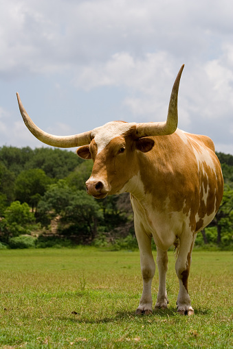 Texas Longhorn.