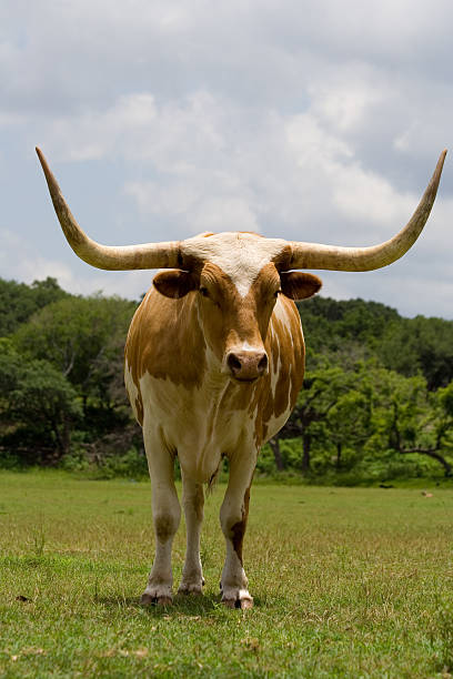 chifres horizontal - bull texas longhorn cattle horned white - fotografias e filmes do acervo