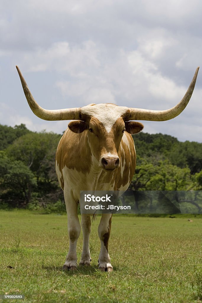 Горизонтальный Horns - Стоковые фото Техасский длиннорогий скот роялти-фри