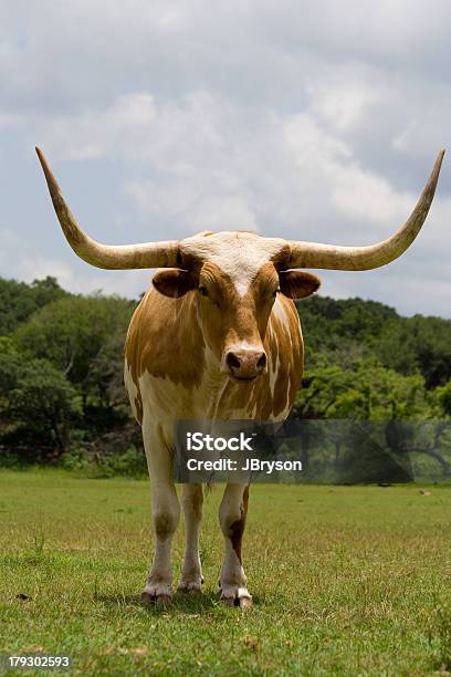 Горизонтальный Horns — стоковые фотографии и другие картинки Техасский длиннорогий скот - Техасский длиннорогий скот, Без людей, Белый