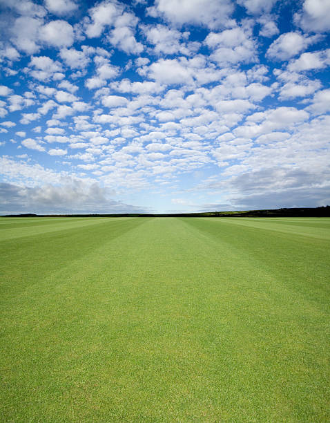 Doskonałe Trawnik – zdjęcie