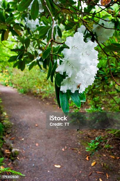 Photo libre de droit de Rhododendron Fleur banque d'images et plus d'images libres de droit de Allée de jardin - Allée de jardin, Arbre, Arbre en fleurs