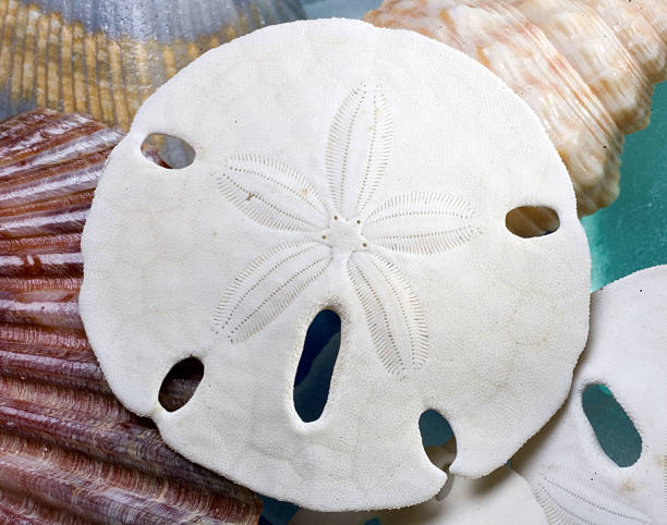 Sand Dollar Stock Photo - Download Image Now - Sand Dollar, Cut Out, Animal  Shell - iStock