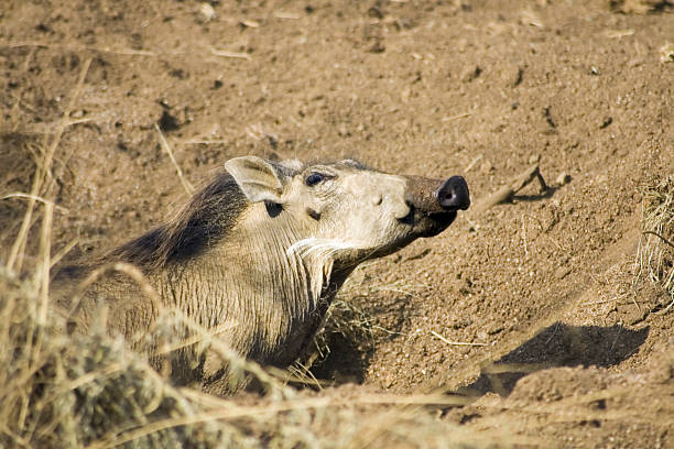 Phacochoerus aethiopicus, Warthog stock photo