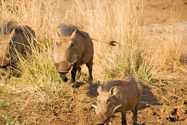 istock Phacochoerus aethiopicus, Warthog 179303139