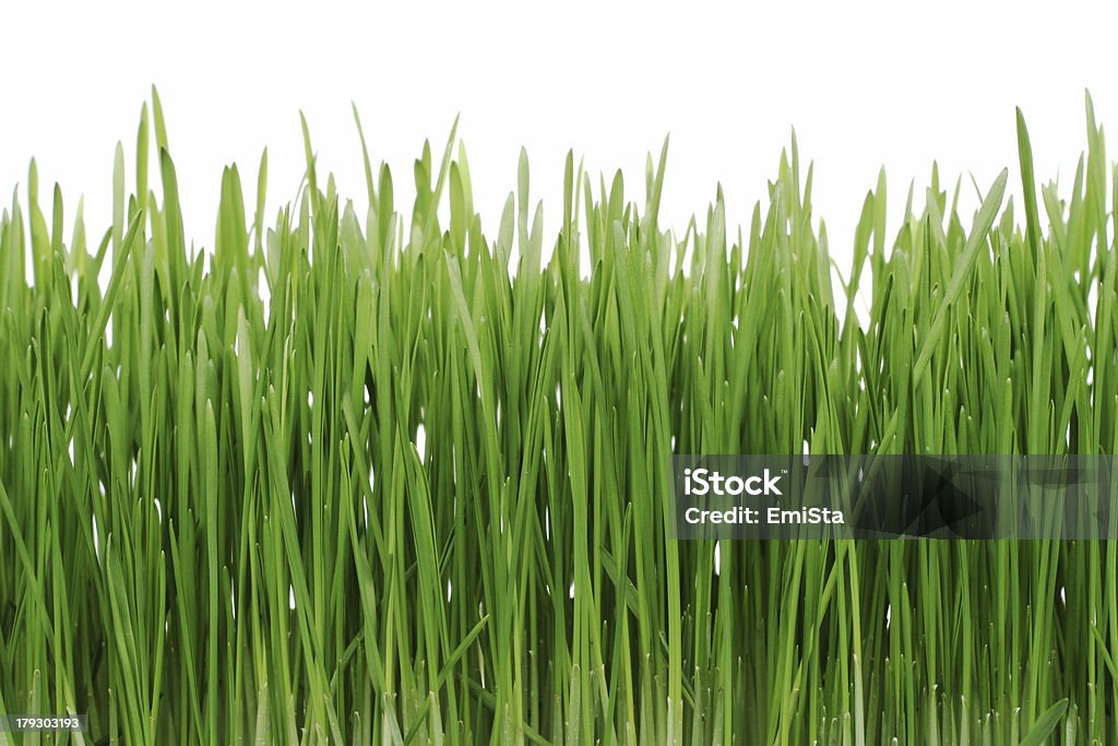 Verde grass - Foto de stock de Brizna de hierba libre de derechos