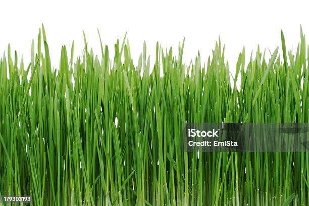 Зеленая Трава — стоковые фотографии и другие картинки Без людей - Без людей, Белый фон, Выращиваемый
