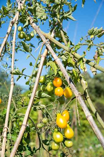 Organic Pear yellow tomatoes or Teardrop tomatoes, ripening in the garden in the sun. Consume local, harvest season concepts. Healthy imperfect untreated homegrown vegetables background.