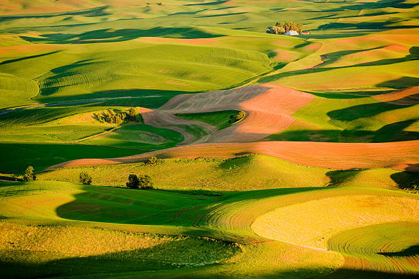 Palouse Hills with Golden Light at Sunset stock photo