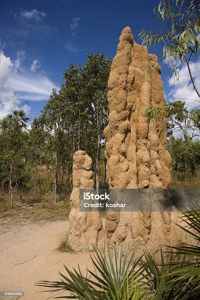 Giant Termitiera - Zbiór zdjęć royalty-free (Australia)